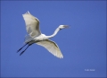 Florida;Southeast-USA;Great-Egret;Egret;Flight;Ardea-alba;flying-bird;one-animal